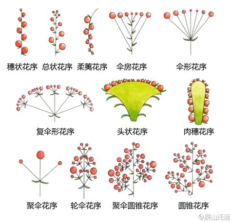 傘狀花序|傘形花序:無限花序又稱總狀式花序，是在開花期內，花序的初生。